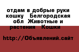 отдам в добрые руки кошку - Белгородская обл. Животные и растения » Кошки   